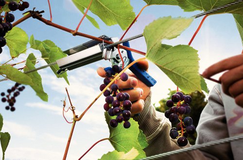 Rapid C50 Vine Hogrings Aluminium
