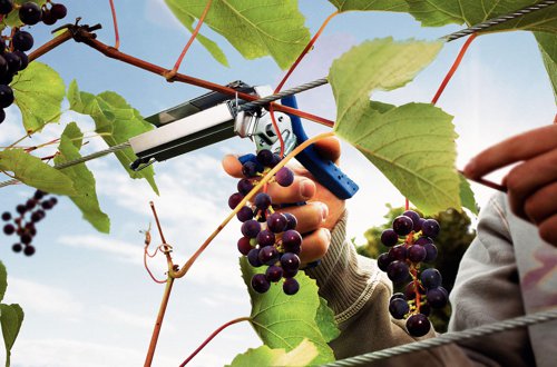 Rapid C50 Vine Hogrings Aluminium