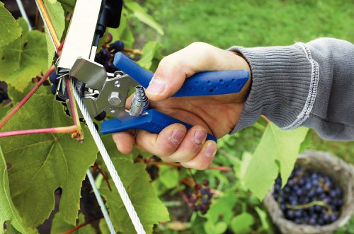 Rapid C85 Vine Hogrings