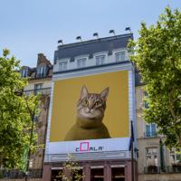 Coala Frontlit Daily S 450FR Banner 1100x30M 450gsm SV/UV/LX 1 roll