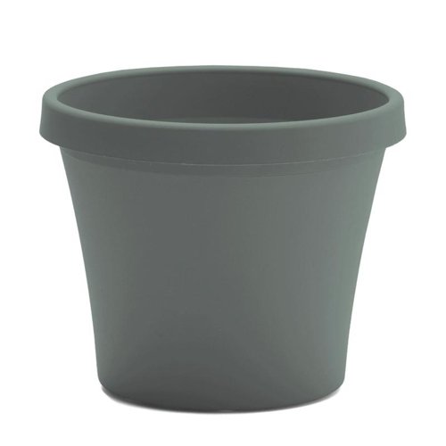 Bloem Terra 3.75 in. H X 4.25 in. W X 3 in. D Plastic Traditional Planter Basil