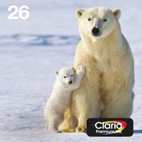 Epson 26 Polar Bear Black Cyan Magenta Standard Capacity Ink Cartridge Multipack 6ml + 3 x 5ml (Pack 4) - C13T26164511