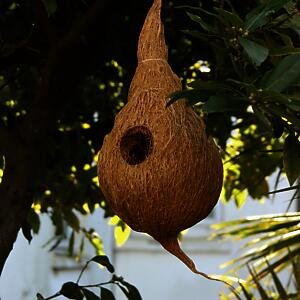 Bird Nest Large - 1 per pack