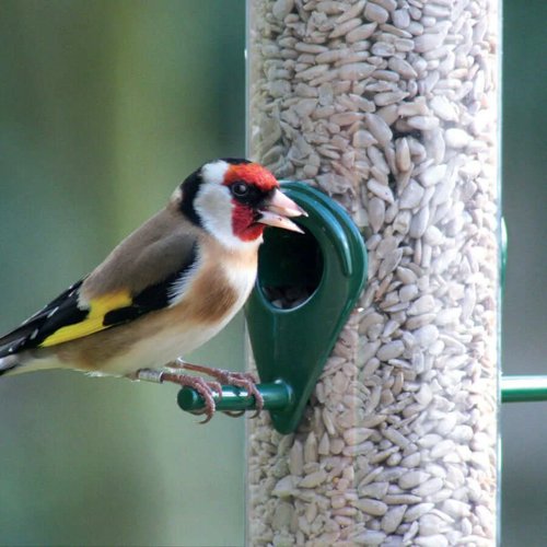 Johnston and Jeff Sunflower Hearts Bird Food Tub  1 x 10L