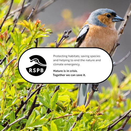 RSPB - Fat Balls for Wild Birds  High Energy Suet Balls  Made in the UK  1 x 50 Box