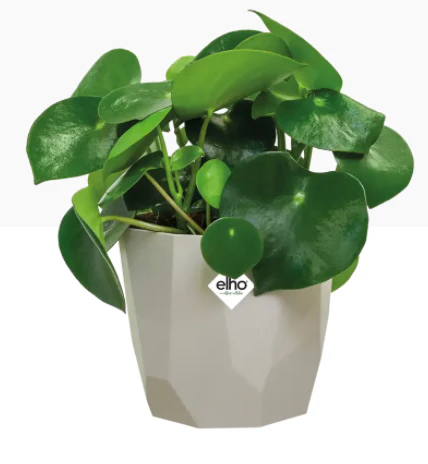 Elho b.For Rock Contemporary Plant Pots 14cm WARM GREY - PACK (8)