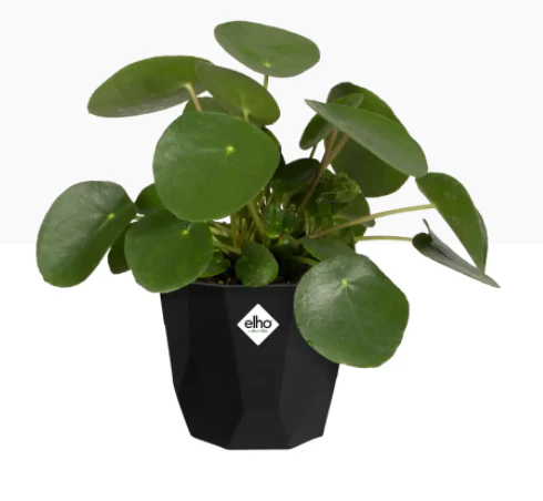 Elho b.For Rock Contemporary Plant Pots 14cm LIVING BLACK - PACK (8)