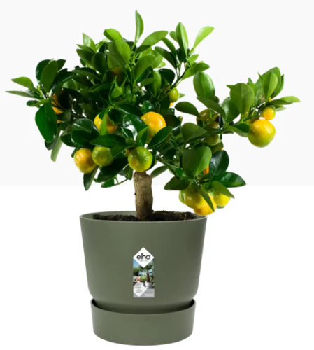 Elho Greenville Round Pot & Base LEAF GREEN 25cm - PACK (5)