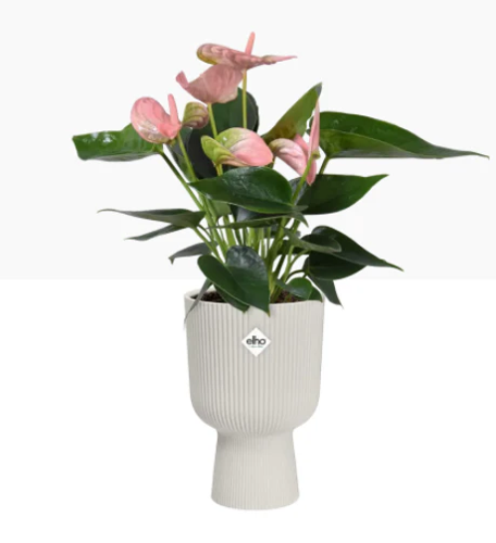 Elho Vibes Fold Coupe Display Pot 14cm SILKY WHITE - PACK (4)