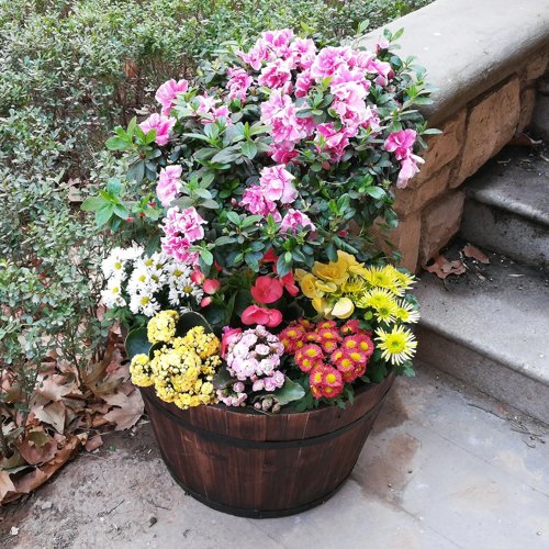 Sankey Oakwood Large 49cm Indoor - Outdoor Barrel Planter (GN653)