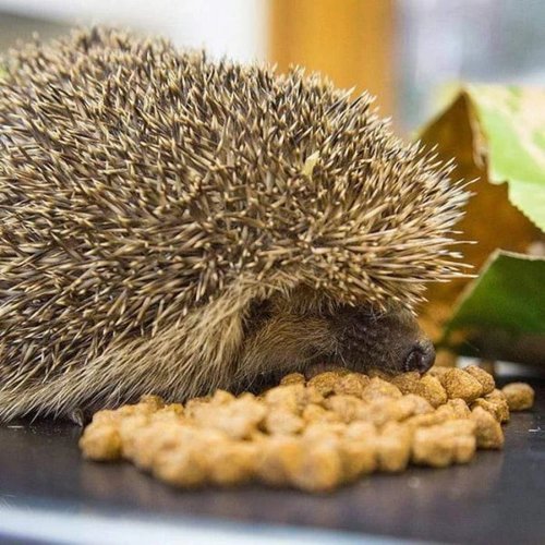 Brambles Semi-Moist Hedgehog Food, 850G