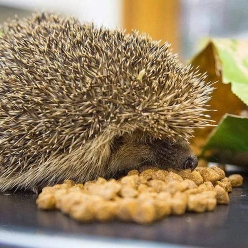Brambles Semi-Moist Hedgehog Food, 850G