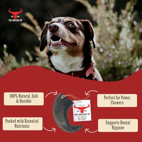 The Buffalo Co. Buffalo Horn for Dogs Large (6-8 Inch) 100% Natural Grass-Fed Dog Treats