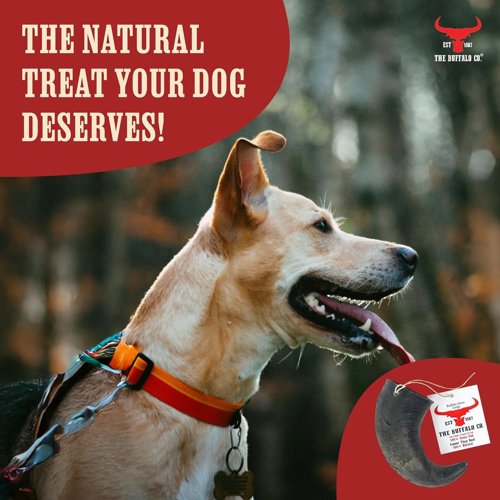 The Buffalo Co. Buffalo Horn for Dogs Large (6-8 Inch) 100% Natural Grass-Fed Dog Treats