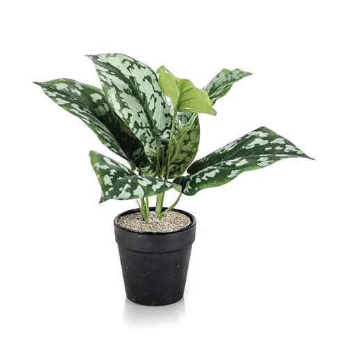Tabletop Scindapsus Matte White Planter LLRSCD290/RDYWH
