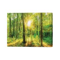 Green Forest Beauty Canvas Print 26x40 Inches SC1STVCD30130L