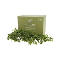 Vistafolia Trailing Buxus Texture Box (Pack of 9) TBX-TBX