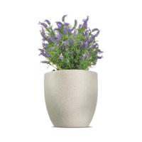 Vistafolia French Lavender Bush Purple FLB-PPL