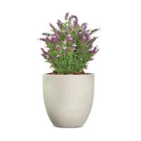 Vistafolia French Lavender Bush Pink FLB-PNK