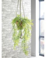 Trailing Emerald Fern Terracotta pot LLRTEF1000