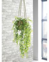 Trailing Ficus Pumila Terracotta pot LLRTFP1010